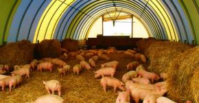 Свиноводство как бизнес – правила выращивания свиней на мясо в домашних условиях